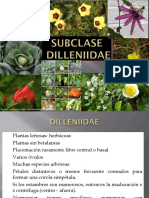 Subclase Dillenidae2019