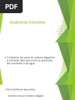 Anatomia Intestino