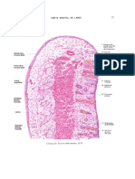 Digestivo Histologia