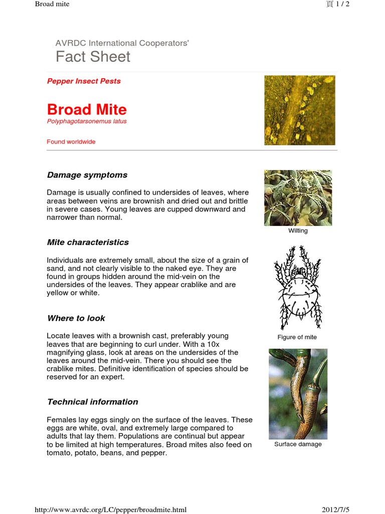 Broad Mite | PDF