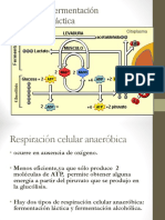 RESPIRACION ANAEROBIA