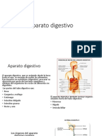 Aparato digestivo