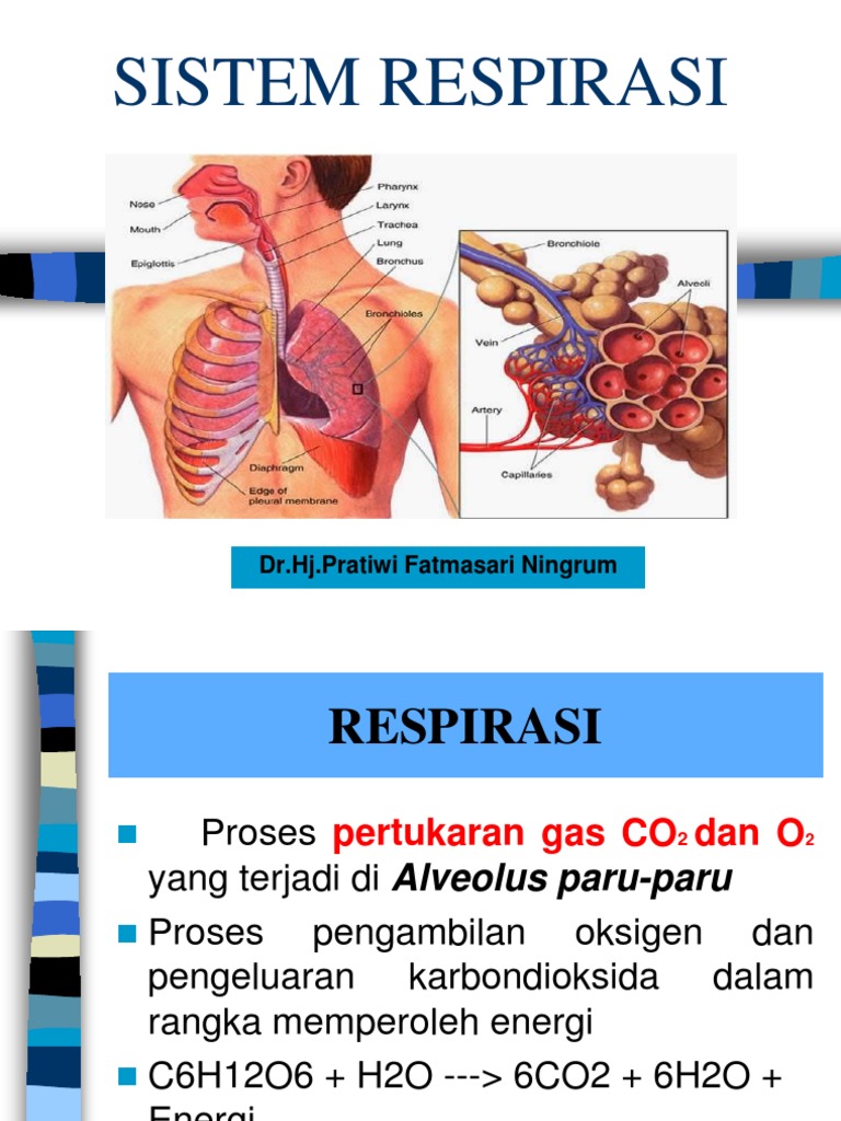 Anatomi Dan Fisiologi Sistem Respirasi | PDF