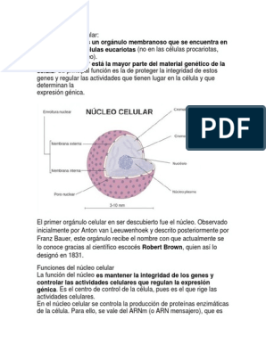 Núcleo Celular A | PDF | Nucleo celular | Citoplasma