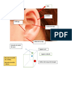 Practica de Antomia Del Oido