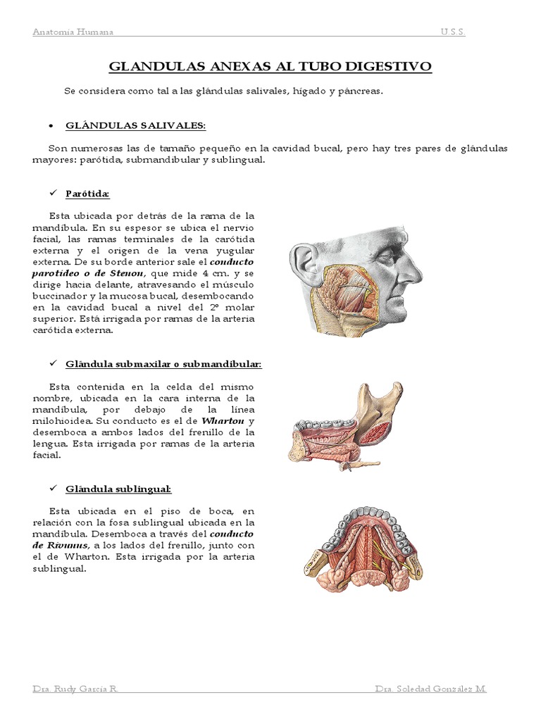 Glandulas Anexas Al Tubo Digestivo Hígado Sistema