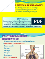 Sistema Respiratorioo PDF