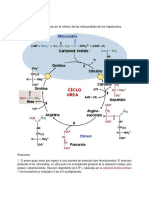 Ciclo de La Urea y Elaboración Del Esquema Del Ciclo Del N