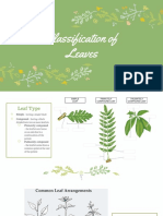 Classification of Leaves 