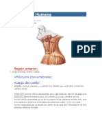 Anatomía Humana Musculos Del Cuello