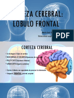 CORTEZA CEREBRAL Lobulo Frontal