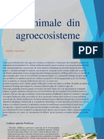 Animale  din agroecosisteme.pptx