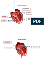 anatomia corazon.docx