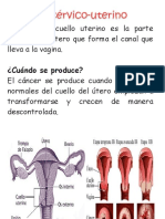 El Cérvix o Cuello Uterino Es La Parte Inferior Del Útero Que Forma El Canal Que Lleva A La Vagina