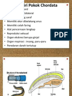 Ciri-Ciri Pokok Chordata