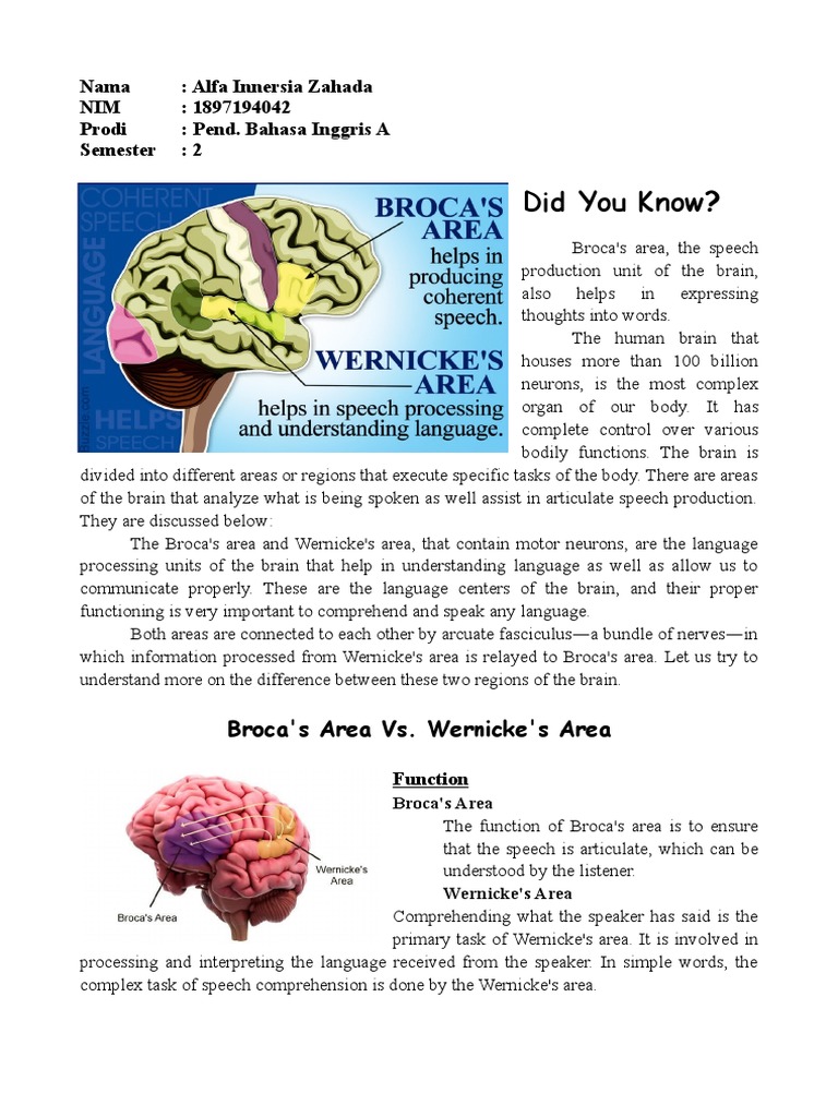 Broca's vs. Wernicke's Area Explained | PDF | Speech | Neuroscience
