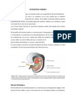 Intestino Medio