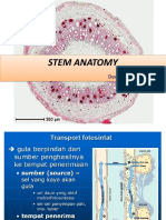 Stem Anatomy