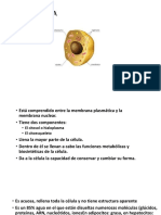 El citoplasma y sus organelos