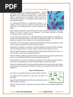 CELULAS PROCARIOTAS Y EUCARIOTAS.docx