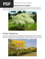 árvores calçamento.docx