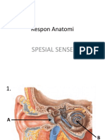 Respon Anatomi: Spesial Sense