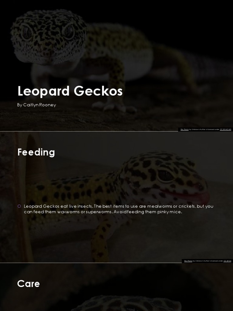 Care and Feeding of Leopard Geckos | PDF | Home & Garden | Science ...
