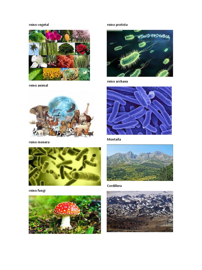 Seis Reinos de la Naturaleza | PDF