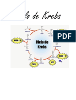 Ciclo de Krebs