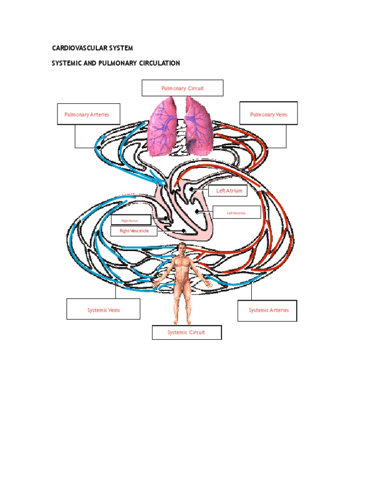 Systemic and Pulmonary Circulation Overview | PDF