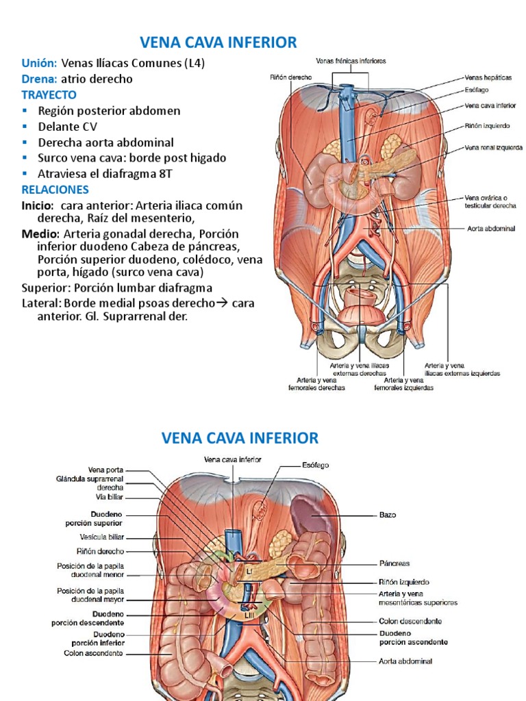 Anatomía de la Vena Cava Inferior | PDF | Abdomen | Hígado