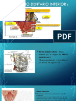 nervio dentario