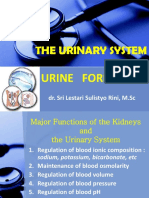 The Urinary System 2013