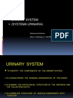 Urinary System 25 Feb 2013