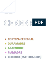EL CEREBRO.docx