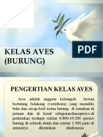 Kelas Aves (Burung)