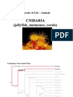 Cnidaria (Jellyfish, Anemones, Corals) : Diversity of Life - Animals