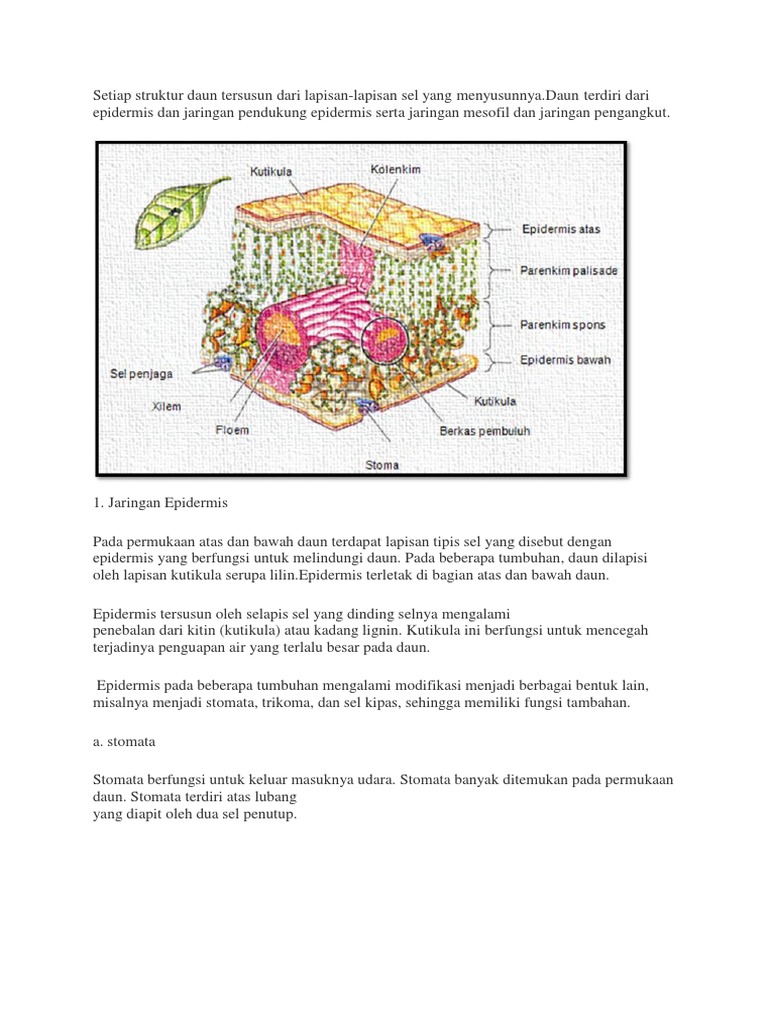 Gambar Kutikula DLL Dan Fungsinya | PDF
