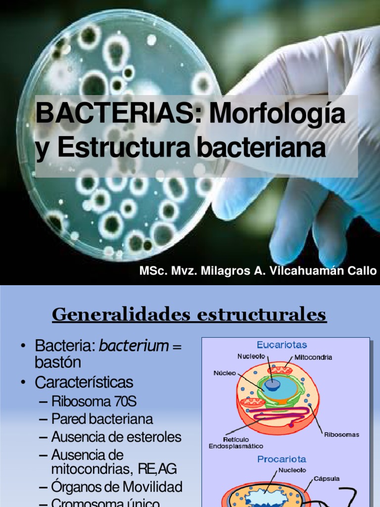 Morfologia y Estructura Bacteriana | PDF | Bacterias Gram Positivas ...