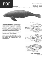 Female Manatee Reproductive Anatomy | PDF | Uterus