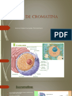 Tipos de cromatina,el cromosoma eucarionte.pptx