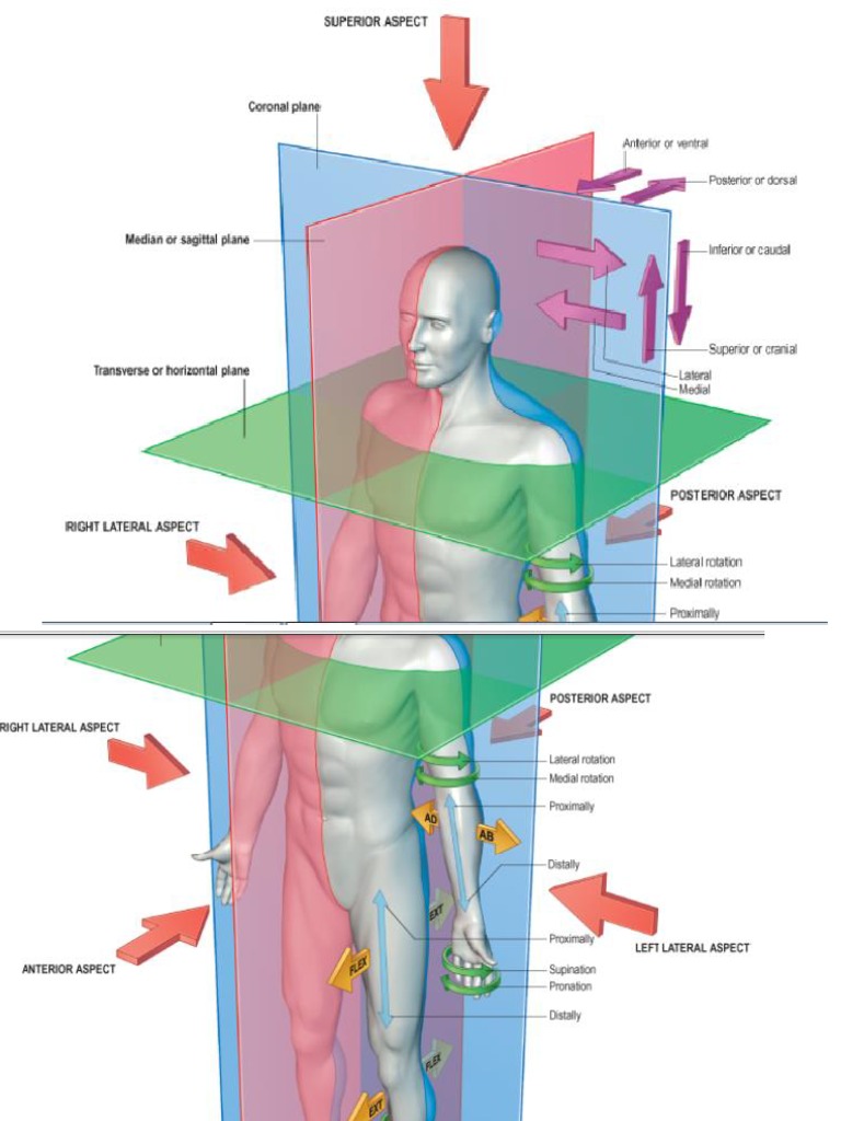 Head and Neck Surface Anatomy Guide | PDF | Neck | Cerebrum