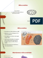 Mitocondrias: estructura, función y ATP