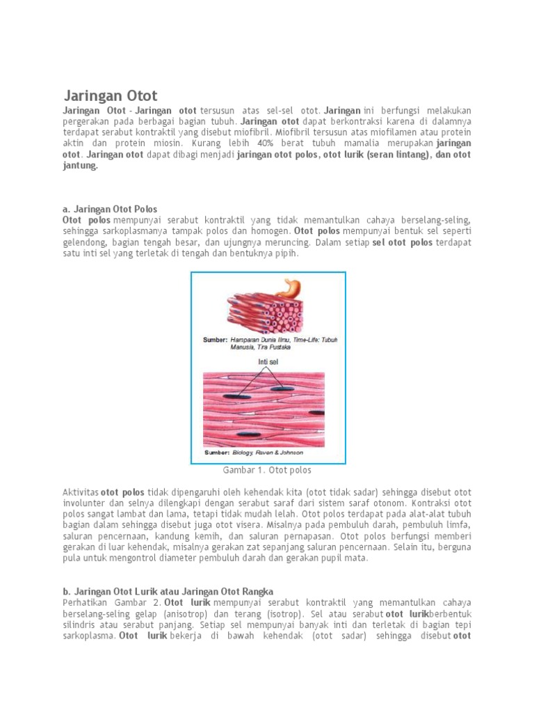 Jaringan otot Dibagi Menjadi 3 Yaitu Jaringan Otot 