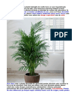 Plante Care Purifica Aerul