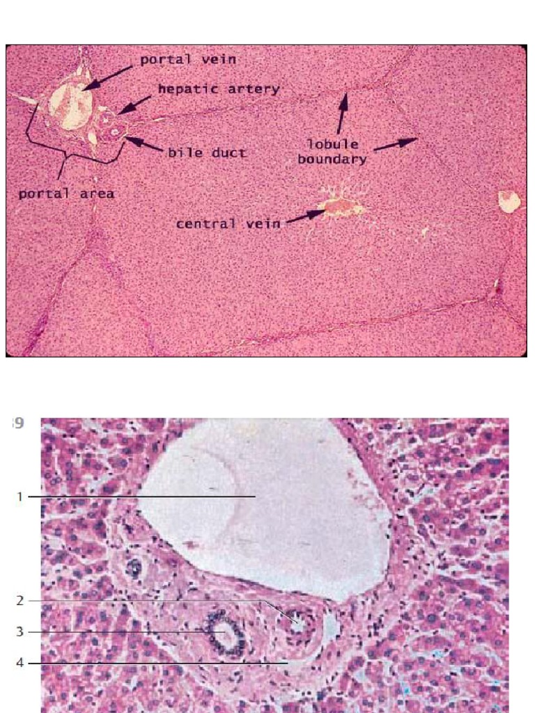 Laporan Praktikum | PDF