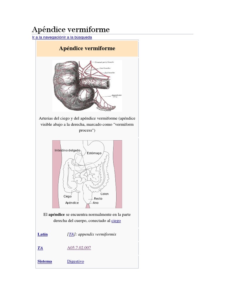 Funciones y Patologías del Apéndice | PDF | Anatomia animal | Órgano  (anatomía), image size:768x1024