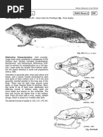 Phoca Largha (Pallas, 1811)