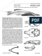 Monachus Schauinslandi (Matschie, 1905) : Phoc Mona 3 SMH