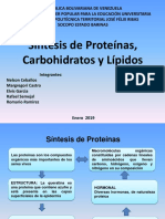 Síntesis Proteinas, Lipidos y Carbohidratos